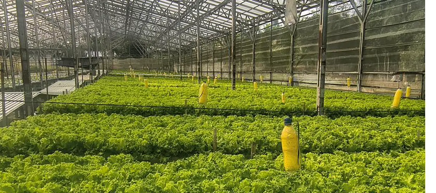 Pemandangan luas greenhouse DD Farm dengan puluhan instalasi hidroponik berjajar