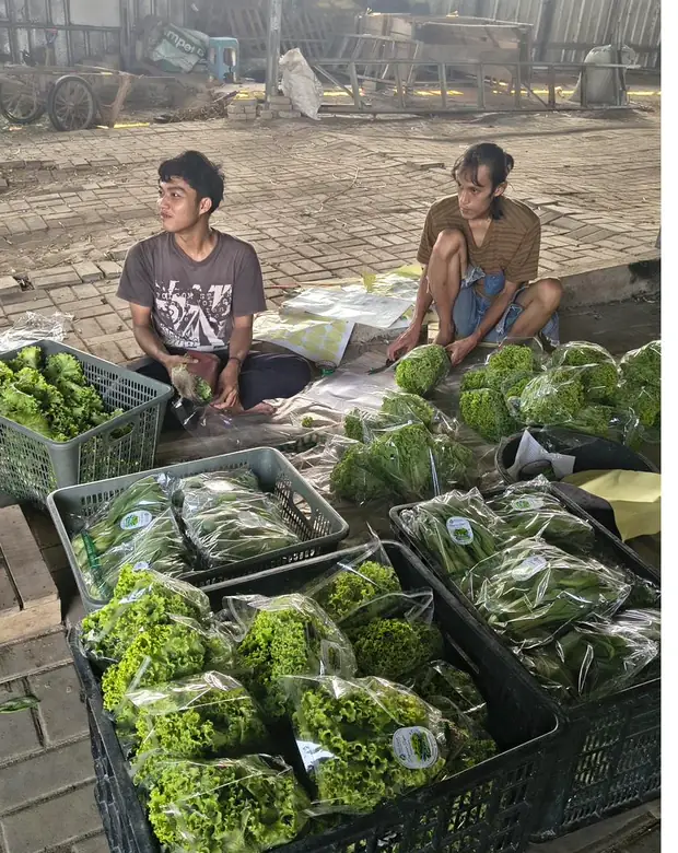 Krat berisi sayuran hidroponik terkemas menunggu pengiriman