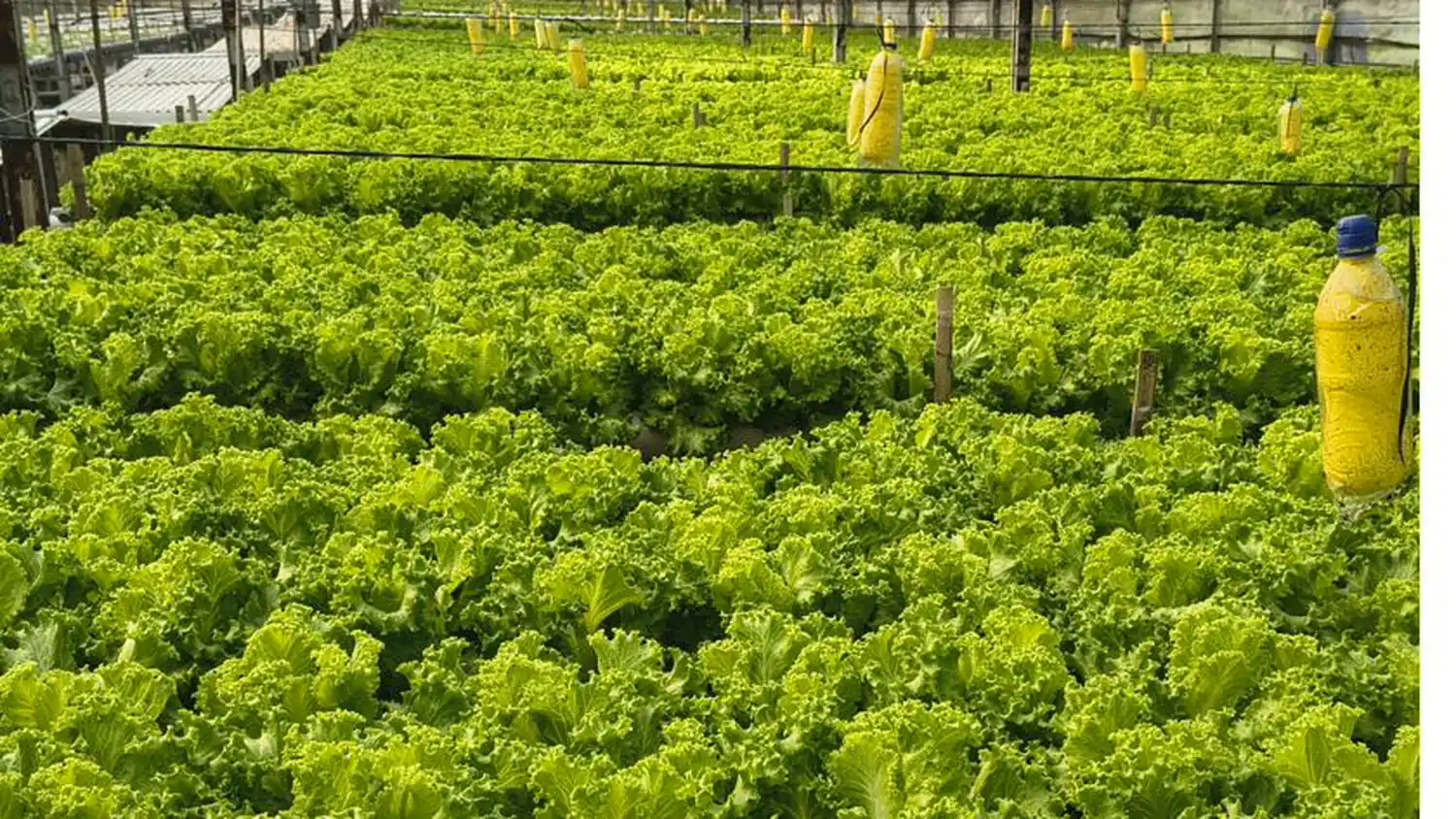 Hamparan selada keriting hijau memenuhi instalasi hidroponik di dalam greenhouse DD Farm Serang
