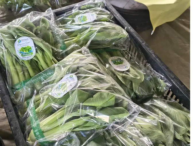 Sayuran hidroponik yang sudah dikemas disusun rapi di dalam krat plastik