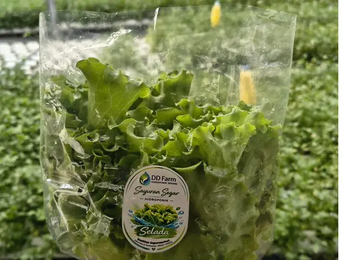 Kemasan sayur hidroponik dengan stiker label DD Farm Hidroponik Serang