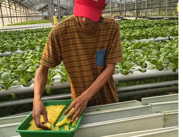 Petani DD Farm memegang tray semai berisi bibit sayuran di dalam greenhouse